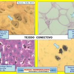 Tejido_Conectivo_01