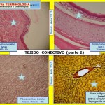 Tejido_Conectivo_02