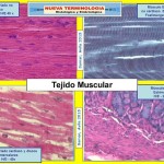 Tejido_Muscular